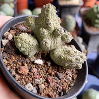 A close-up image of a potted succulent plant with a textured, spiny appearance, surrounded by a variety of other potted plants and rocks.
