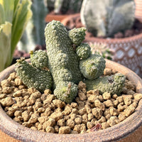 A close-up image of a cactus plant in a terracotta pot filled with small rocks, with other cacti visible in the background.