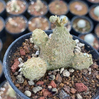 A close-up image of a potted succulent plant with a textured, spiny appearance, surrounded by a mix of soil and rocks.