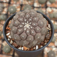 A close-up image of a cactus plant in a black pot, with a blurred background of other cacti.