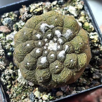 Rare Cactus - Copiapoa Hypogaea Lizard Skin/1pc