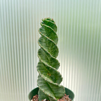 A tall, green cactus plant with spiral-shaped leaves is displayed in a green pot, set against a blurred green background.