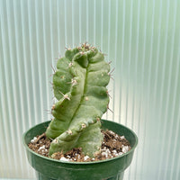 A small cactus plant with a green, spiny stem and leaf is displayed in a green pot, set against a blurred background.