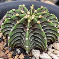 A close-up image of a cactus plant with its distinctive, multi-layered, and textured green leaves.