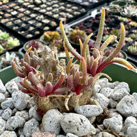 a potted succulent plant with long, thin leaves and a brown stem, surrounded by small rocks.