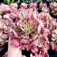 A hand is holding a cluster of pink and green succulent plants, surrounded by other similar plants in the background.