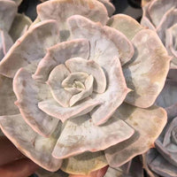 A close-up image of a large, white succulent flower with a textured, rosette-like appearance.