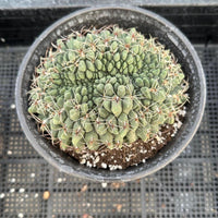 A potted cactus plant with a dense, spiny green growth, situated on a black metal grate.
