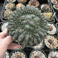 A hand holding a cactus plant in a green pot, surrounded by various other cacti in different pots.