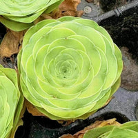 a close-up view of a large, vibrant green succulent plant with a distinctive rosette-like shape.