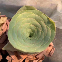 A close-up view of a vibrant green succulent plant with a spiral pattern of leaves, set against a blurred background.