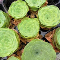 a close-up view of several green succulent plants with spiral leaves, arranged in a circular pattern.