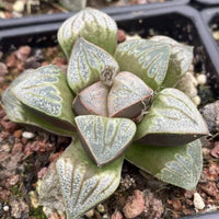 A close-up image of a succulent plant with green, spiky leaves arranged in a circular pattern.