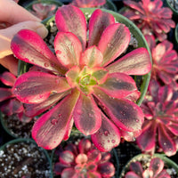 A hand is holding a potted succulent plant with vibrant pink and red leaves, with water droplets on the leaves.