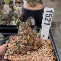 A close-up image of a potted succulent plant with a small green stem and leaves, placed on a bed of small rocks.