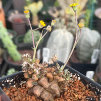 A potted succulent plant with yellow flowers, surrounded by other potted plants in a garden setting.