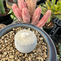 a variety of potted plants, including a cactus with a fuzzy white surface, surrounded by other plants with different textures and colors.