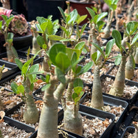 a collection of small potted plants with green leaves, arranged in rows and placed on a surface.