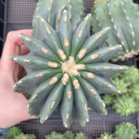 Rare Cactus - Ferocactus Glaucescens large