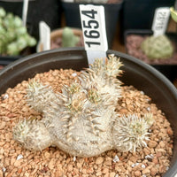 A close-up image of a cactus plant in a pot, with a label attached to it.