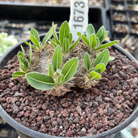 A potted succulent plant with green leaves, placed on a bed of small rocks.