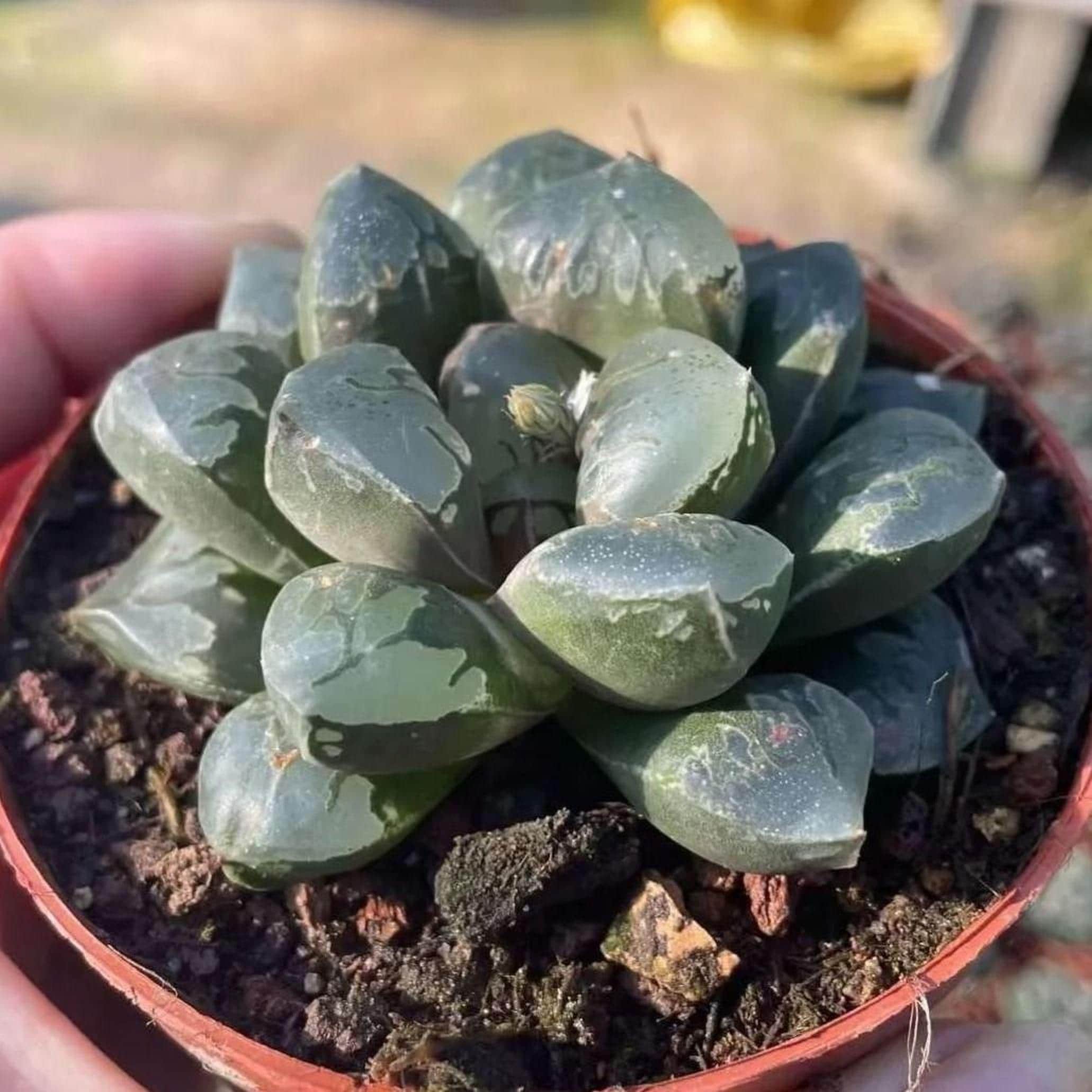 Rare Haworthia Green Flame