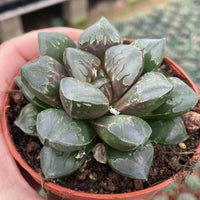 A hand is holding a potted succulent plant with dark green, spiky leaves.