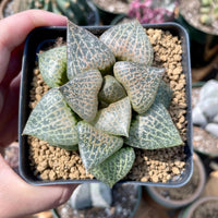 Rare Succulents - Haworthia Comptoniana Hakugei (3.5”)