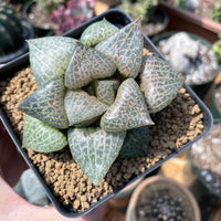 Rare Succulents - Haworthia Comptoniana Hakugei (3.5”)