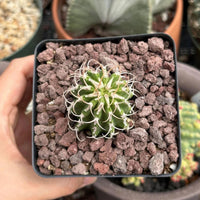 A hand is holding a small cactus plant in a black pot filled with small rocks.