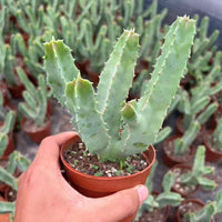 A hand is holding a potted cactus plant with spines, surrounded by other potted cacti in the background.