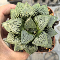 A hand is holding a potted succulent plant with large, spiky leaves.