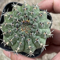 A close-up image of a cactus plant with numerous sharp spines, held in someone's hand.
