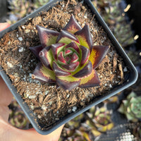A hand is holding a small potted succulent plant with a vibrant purple and green color pattern.