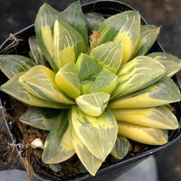 A potted succulent plant with vibrant green and yellow leaves, arranged in a visually appealing manner.