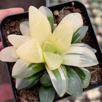 A hand is holding a small potted plant with yellow and green leaves.