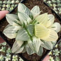 A person's hands holding a potted succulent plant with green and white striped leaves.