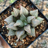 Rare Succulents - Haworthia magnifica var. atrofusca