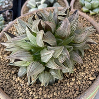 Rare Succulents - Haworthia magnifica var. atrofusca