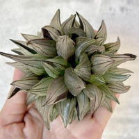 Rare Succulents - Haworthia magnifica var. atrofusca