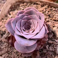 A close-up image of a vibrant purple succulent plant with a large, intricate flower-like structure, surrounded by soil and rocks.