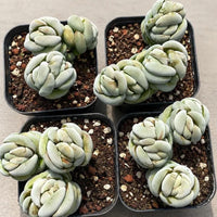 several potted succulent plants arranged in a grid-like pattern on a surface.