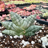 Rare Succulents - Sansevieria Mini Boncel, Christmas Tree