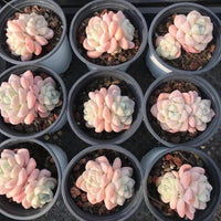 A collection of nine potted succulent plants with pink and white flowers arranged in a grid pattern.