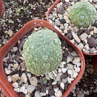 Rare Cactus - Pseudolithos Migiurtinus (0.5")