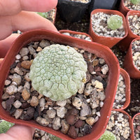 Rare Cactus - Pseudolithos Migiurtinus (0.5")
