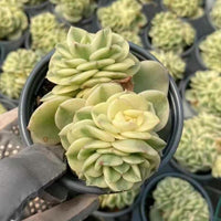 A hand holding a potted succulent plant with large, round leaves in a dark pot.