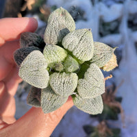 A close-up image of a hand holding a small, green plant with fuzzy, textured leaves.