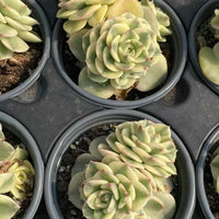 a collection of potted succulent plants arranged in rows, with each plant having a unique shape and color.