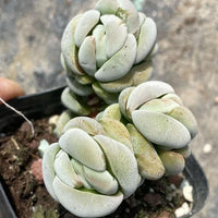 A close-up image of a potted succulent plant with white, fleshy leaves arranged in a circular pattern.